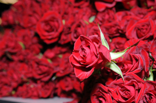 flowers-pictures-roses-hd-wallpaper-7.jpg